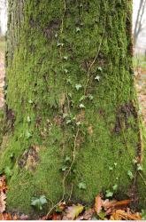 Photo Textures of Tree Bark